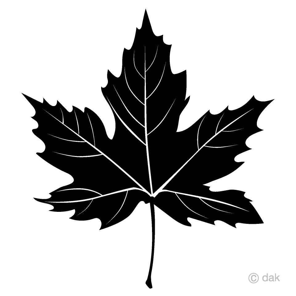 Black and White Maple