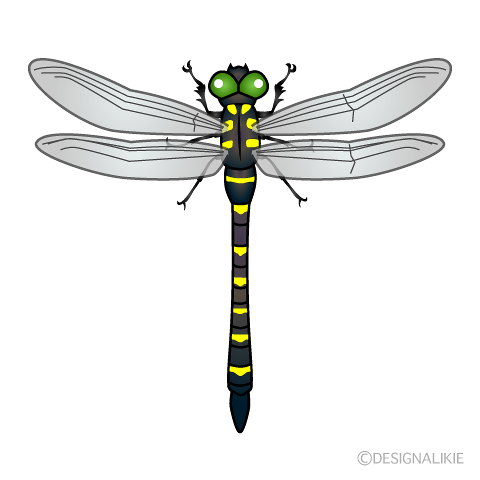 Black and Yellow Dragonfly