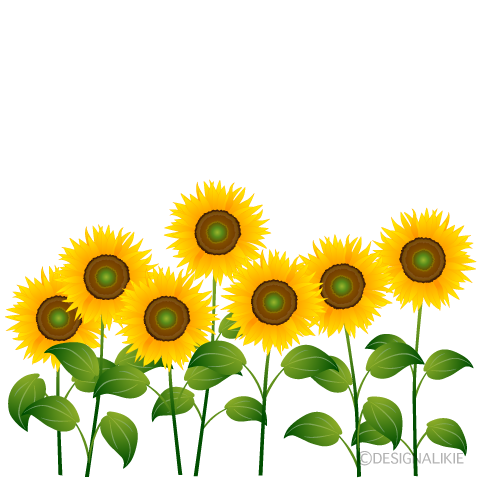 Many Sunflowers