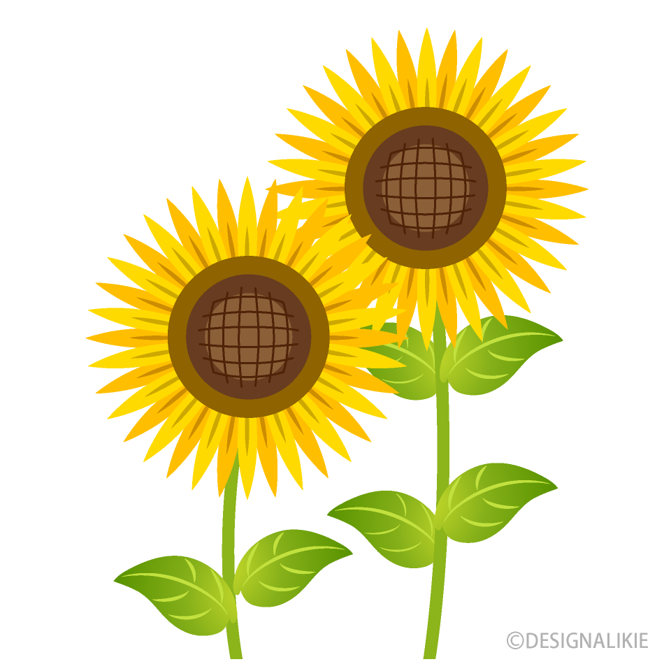 Two Simple Sunflowers
