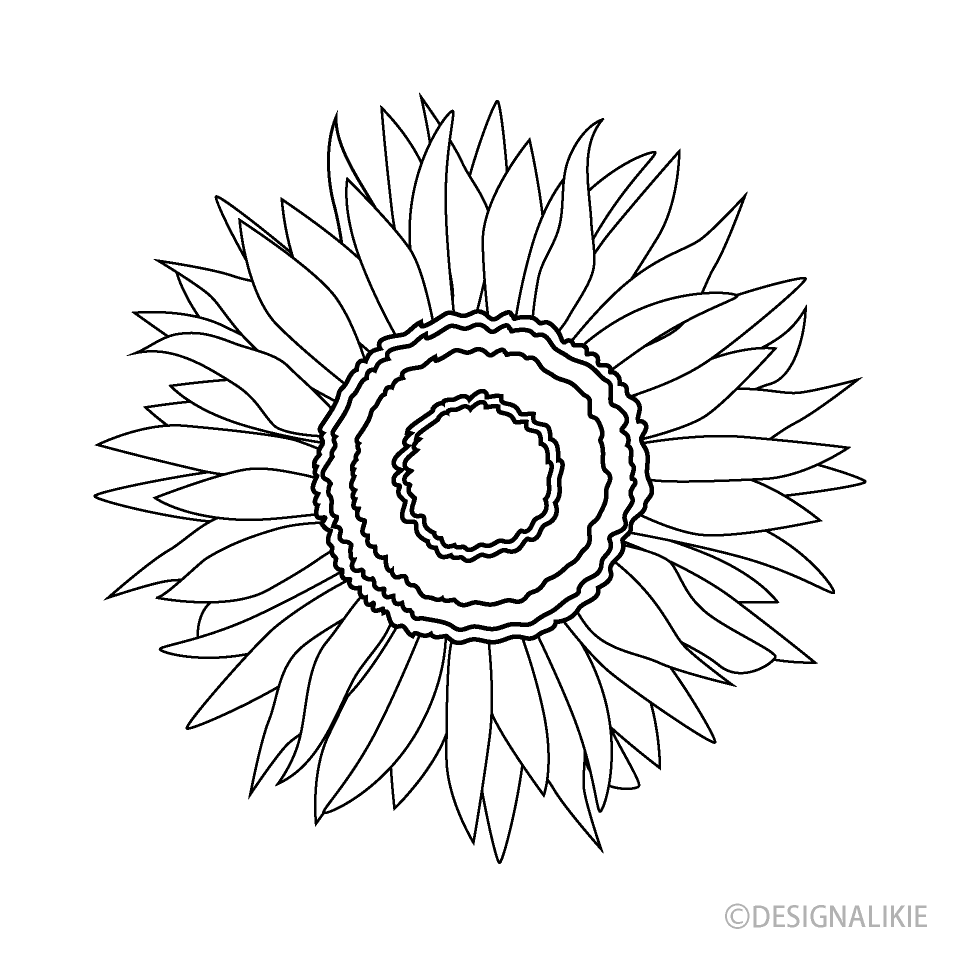 Sunflower Flower Black and White