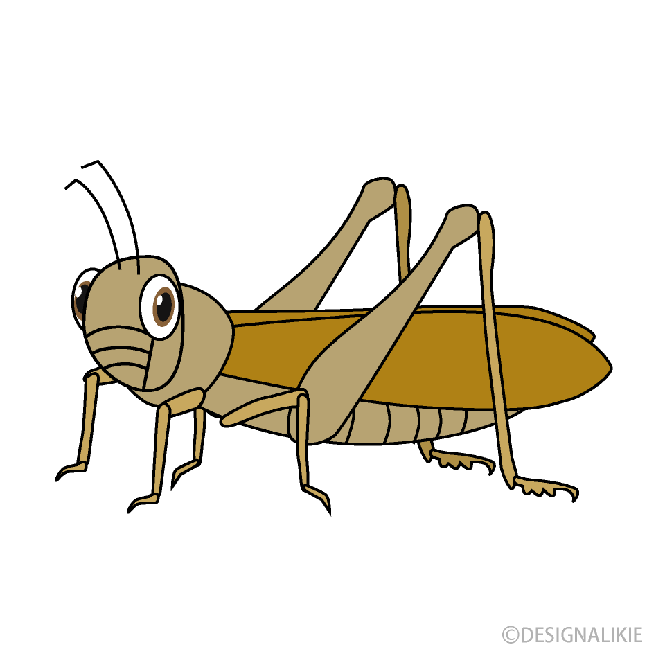 Brown Grasshopper
