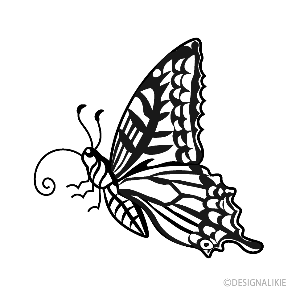 Mariposa Cola de Golondrina Vista Lateral
