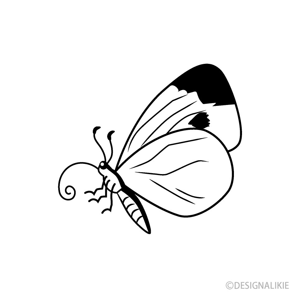 Mariposa Repollo Vista Lateral