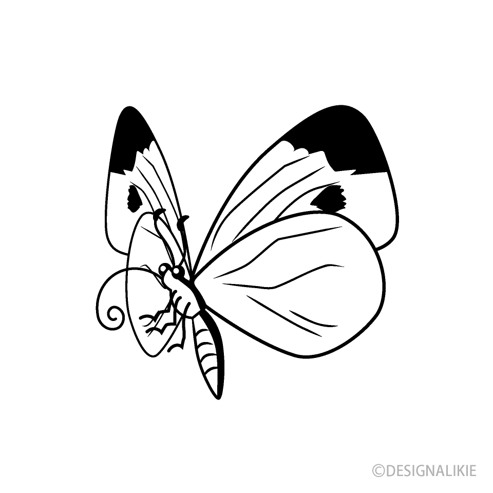 Mariposa Repollo Chupando