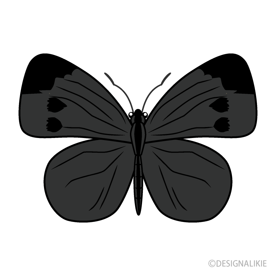 Mariposa Repollo Vista Superior