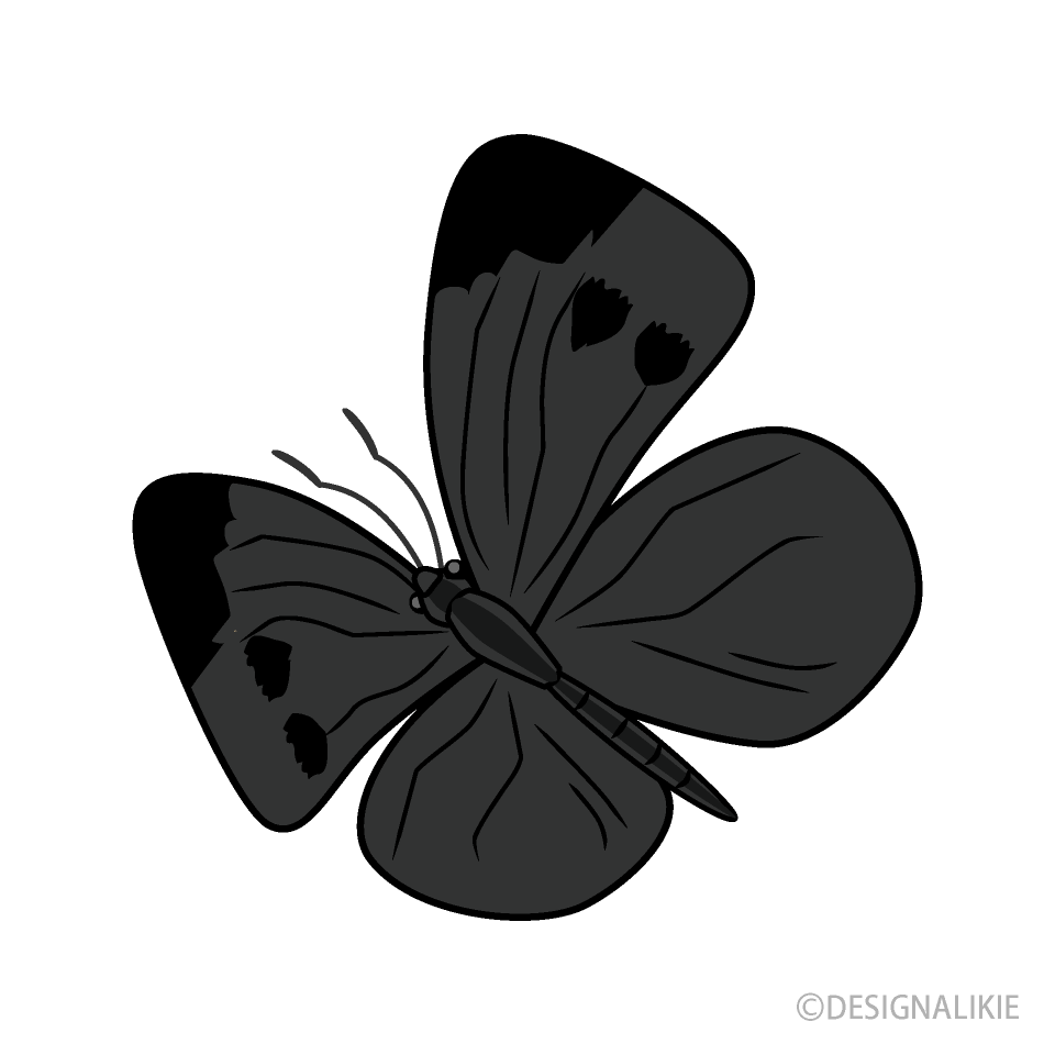 Mariposa Repollo Voladora
