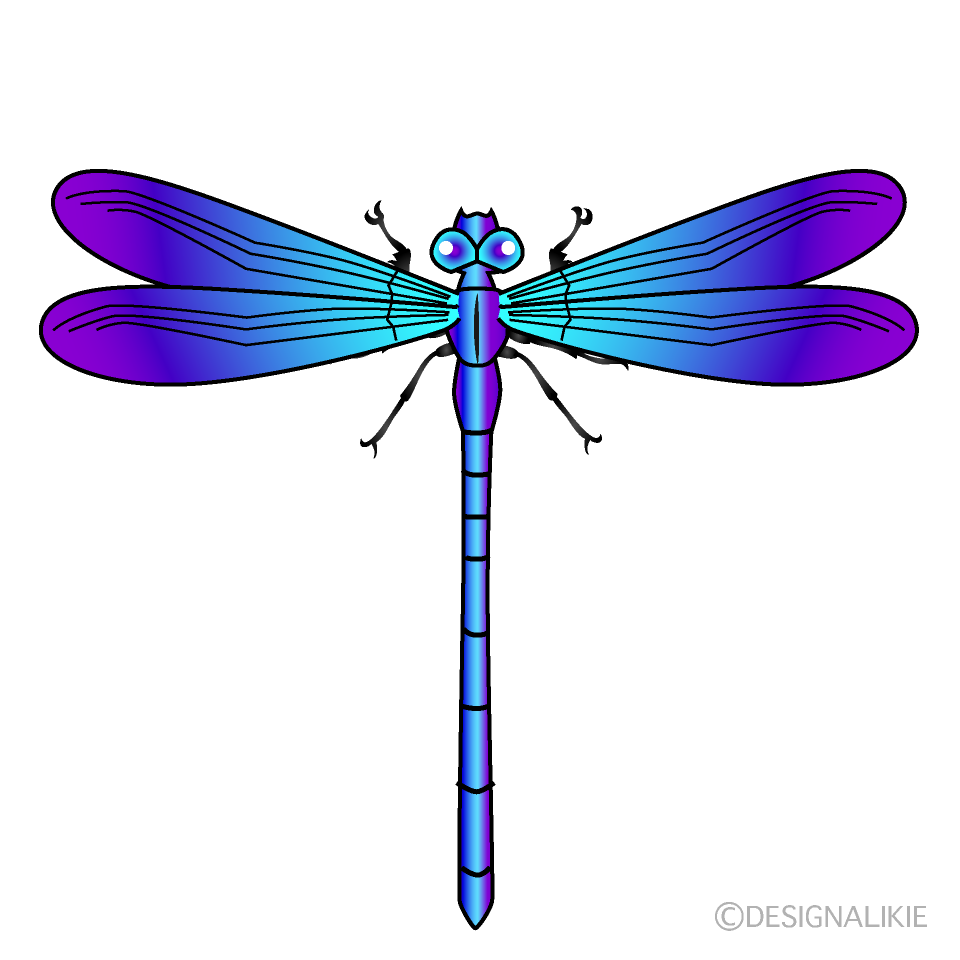 Blue and Purple Dragonfly
