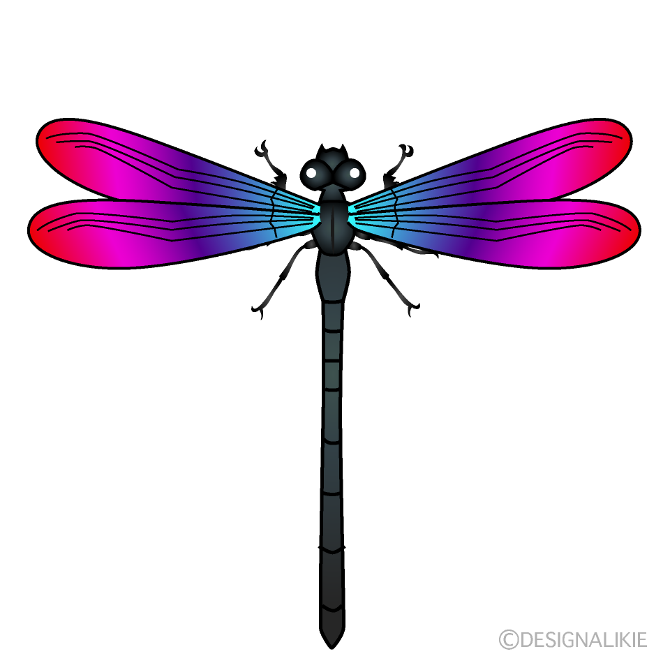 Blue and Pink Dragonfly