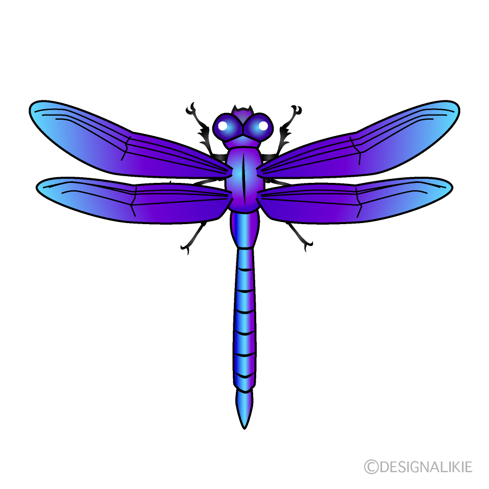 Blue and Purple Dragonfly