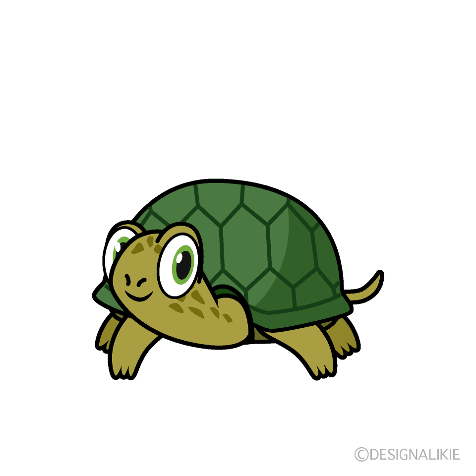 Turtle Front Cartoon Free PNG Image｜Illustoon