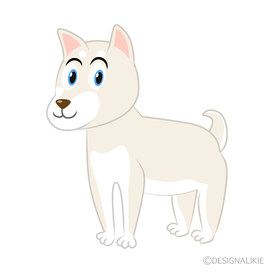 Shiba White Dog