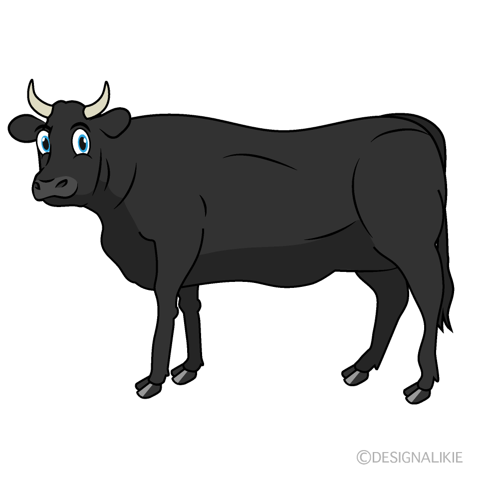 Looking Black Cattle