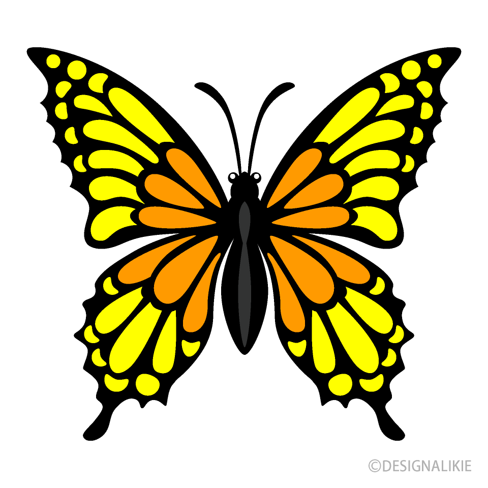 Yellow Orange Butterfly