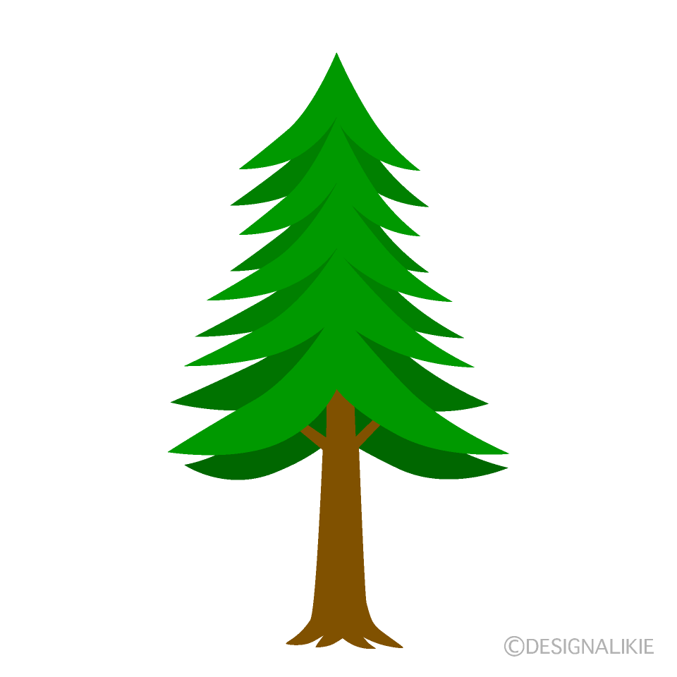 Conifer Tree