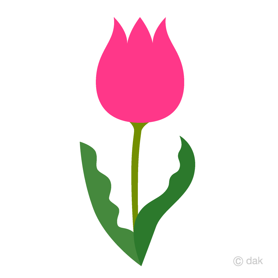 Cute Pink Tulip 