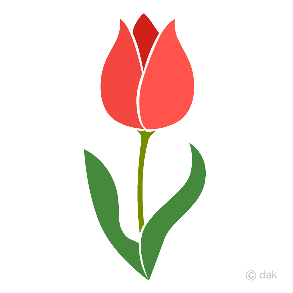 Tulipán rosa simple