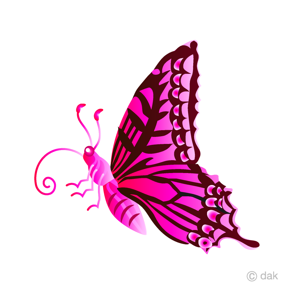 Pink Colorful Butterfly with Side Clip Art Free PNG Image｜Illustoon