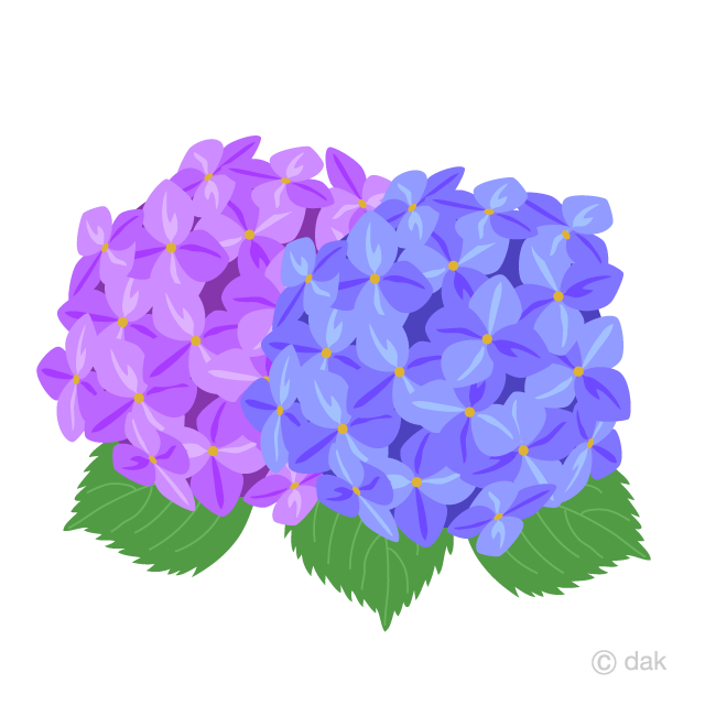 Dos flores de hortensias Gratis Dibujos Animados Imágene｜Illustoon ES