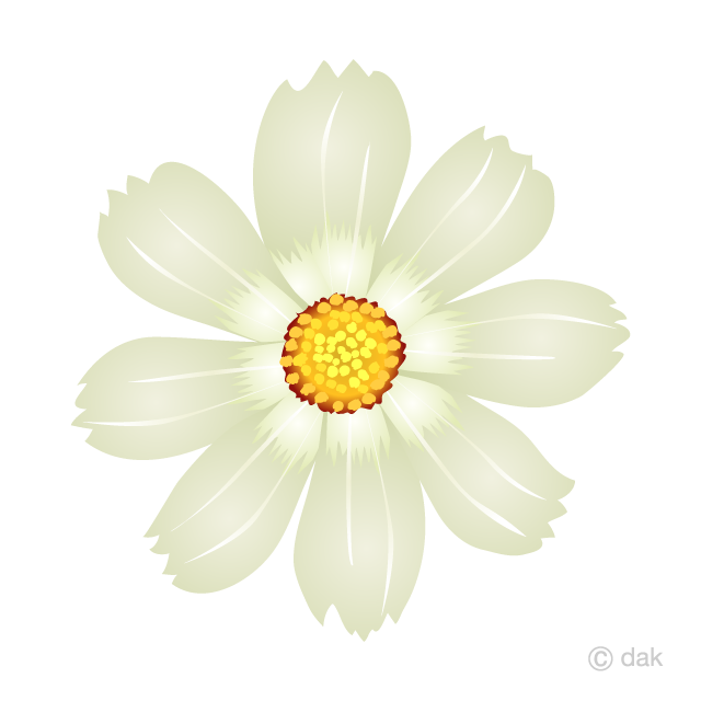 White Cosmos Flower