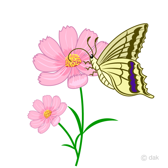 Mariposa y flor del cosmos