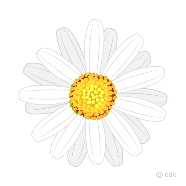 White Margaret　Flower