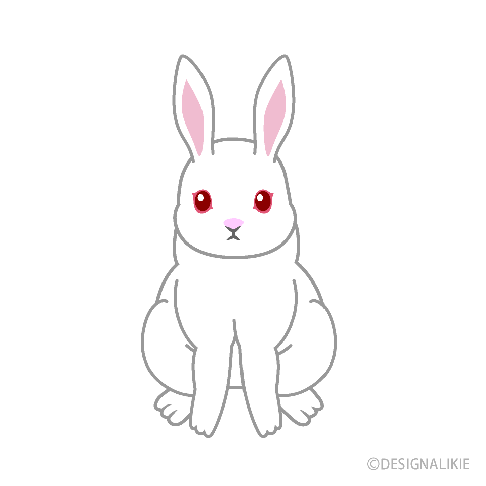 Frente de conejo blanco