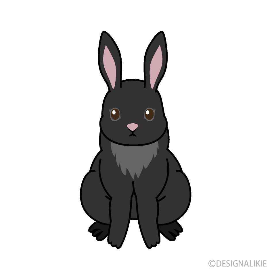 Black Rabbit Front