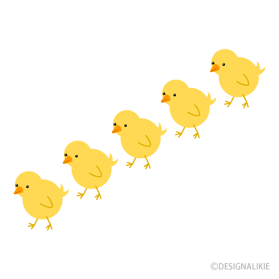 Chicks Walking in Row