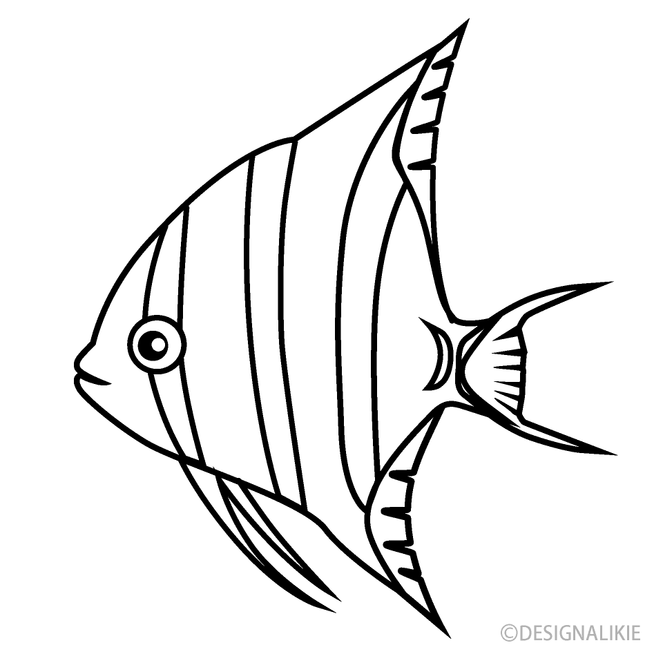 Altum Angelfish Black and White