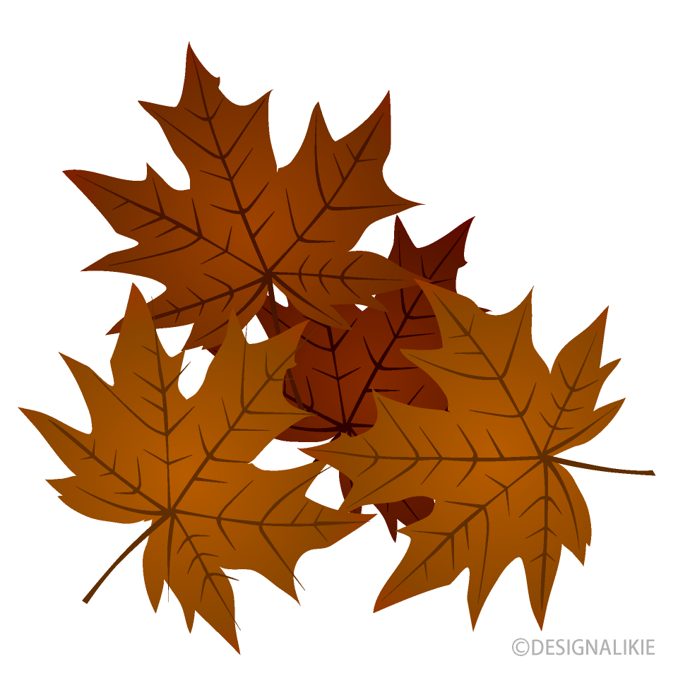 Maple Fallen Leaves