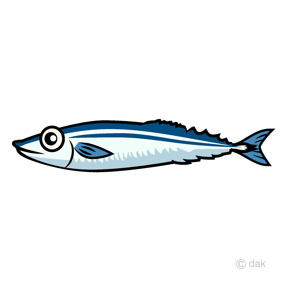 Saury Fish