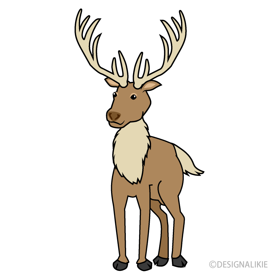 Reindeer from Front