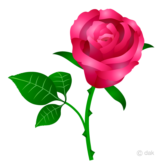 Hermosa rosa rosa Gratis Dibujos Animados Imágene｜Illustoon ES