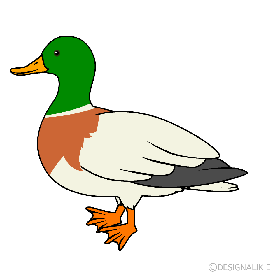 Featured image of post Mallard Duck Clipart Free The mallard or wild duck is one of the most recognisable birds in the world