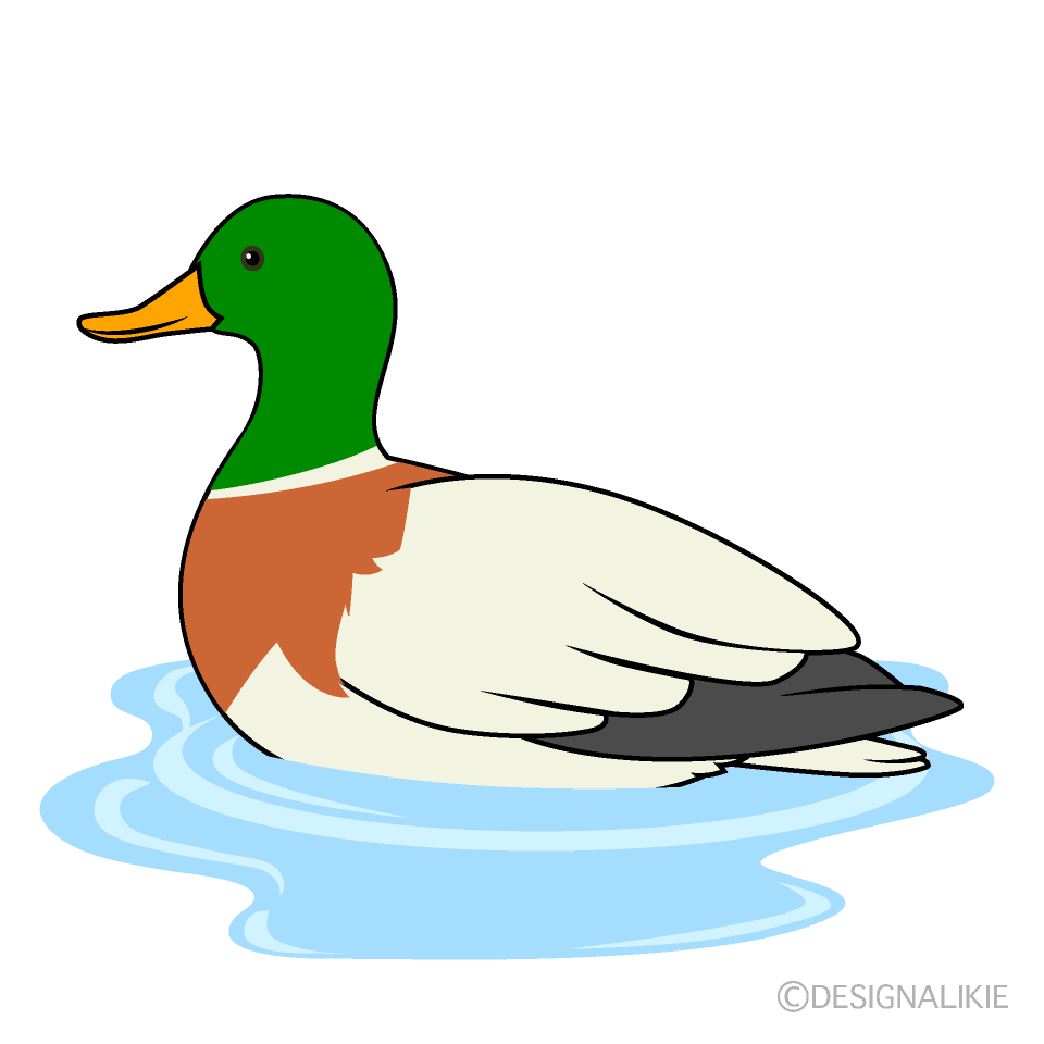 Floating Mallard