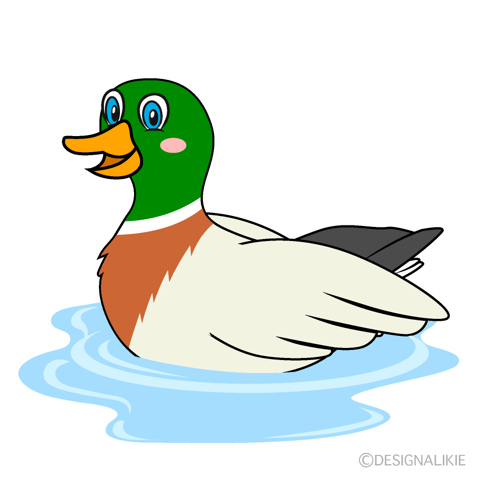 Floating Mallard