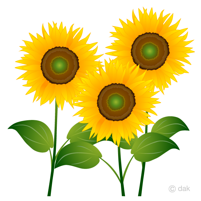 Three Sunflowers Clipart Free Png Image Illustoon