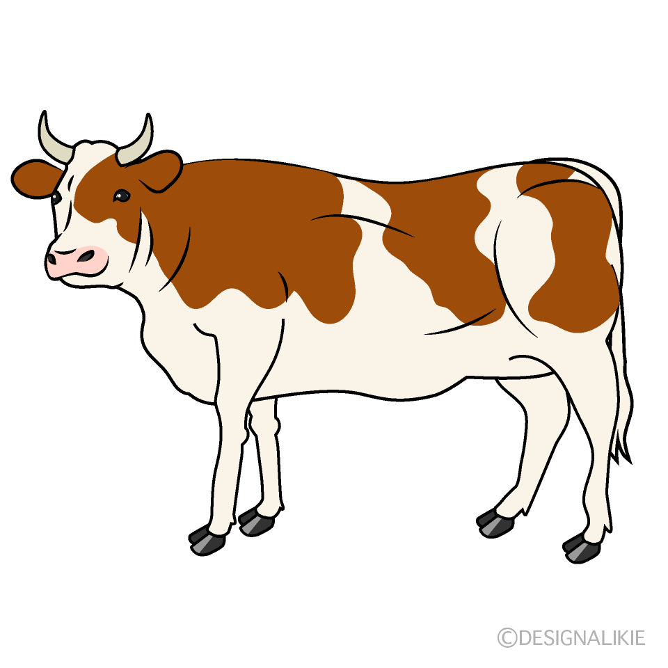 Cow with Brown Looking