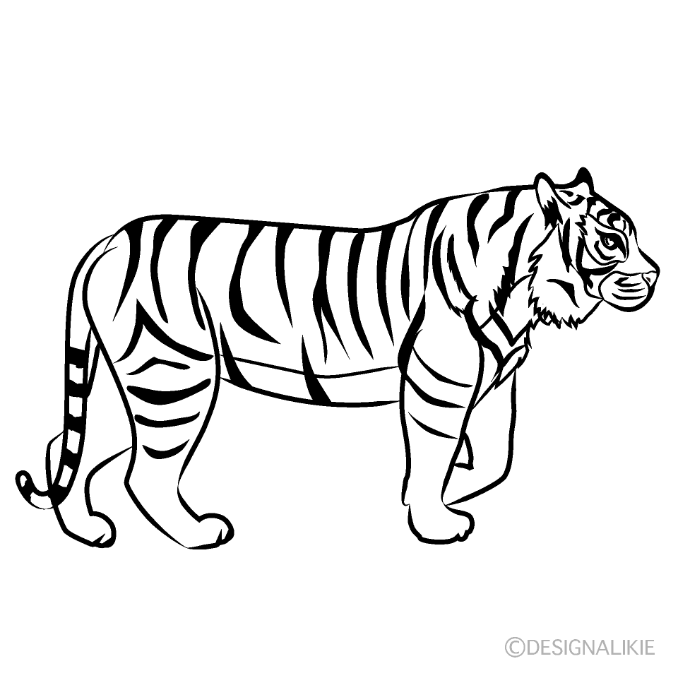 Tiger Walking Black and White