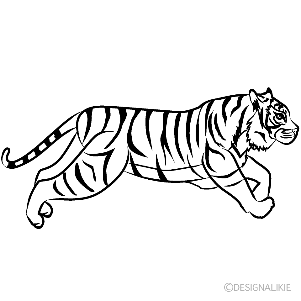 Tiger Running Black and White
