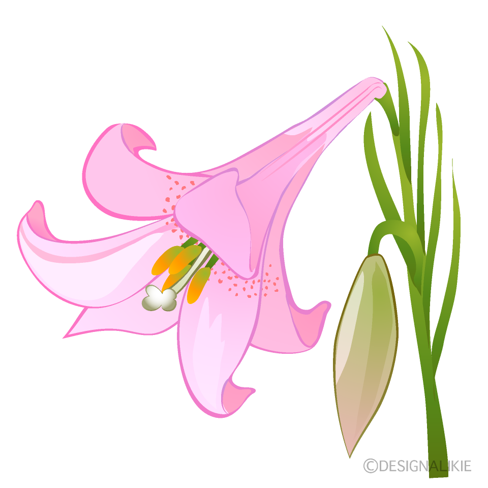 Light Pink Lily