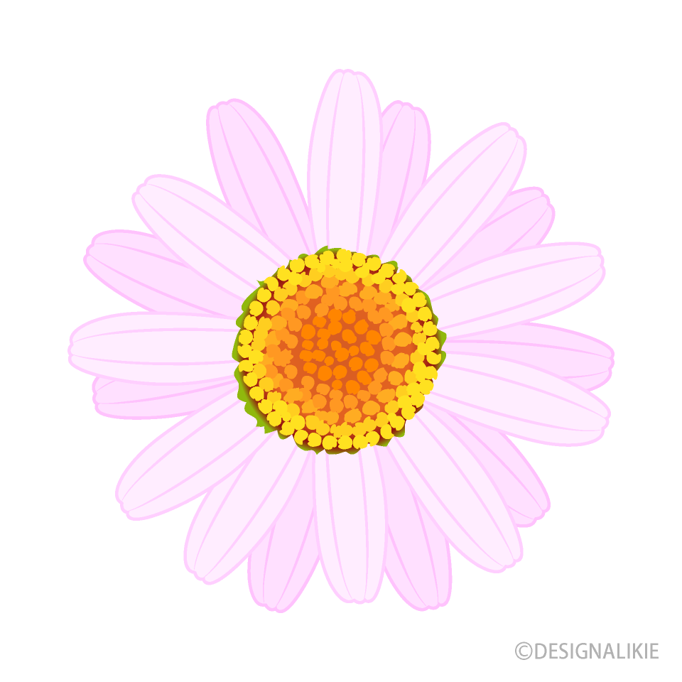Light Pink Daisy Flower