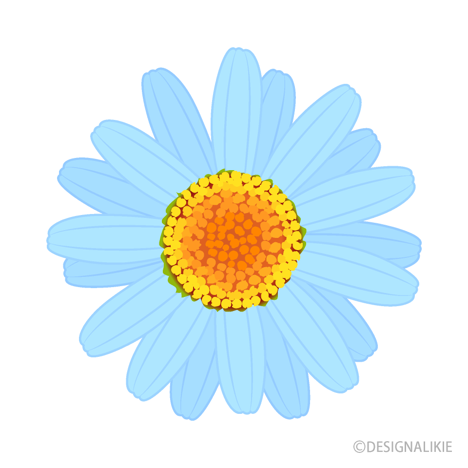 Light Blue Daisy Flower