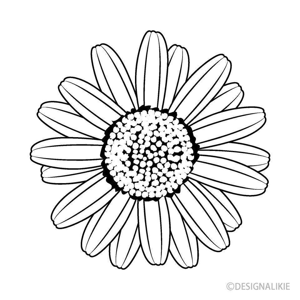 Daisy Flower Black and White