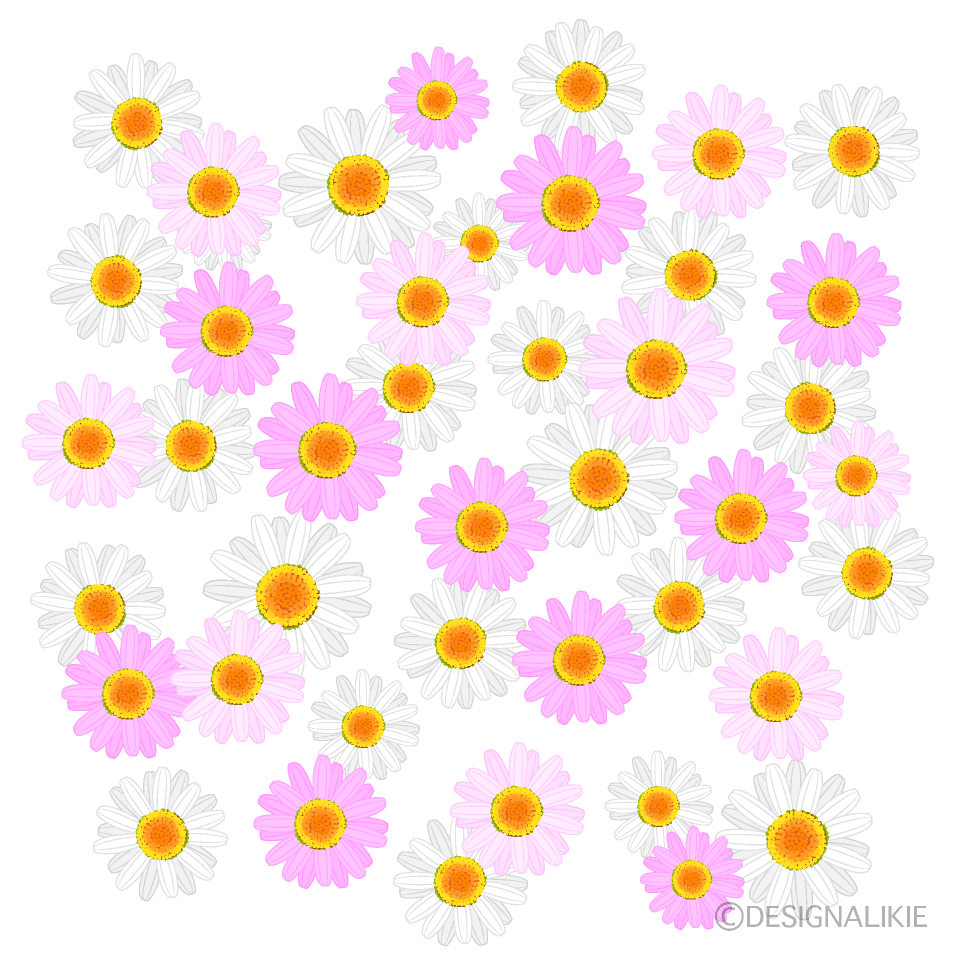 Lots of Pink and White Daisies