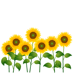Many Sunflowers