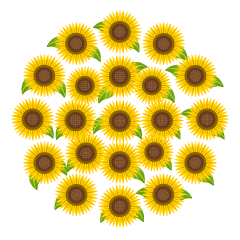 Simple Sunflower Circle