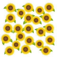 Lots of Simple Sunflowers