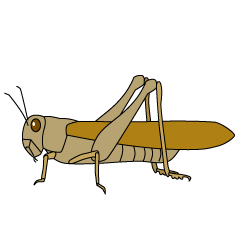 Brown Migratory Locust